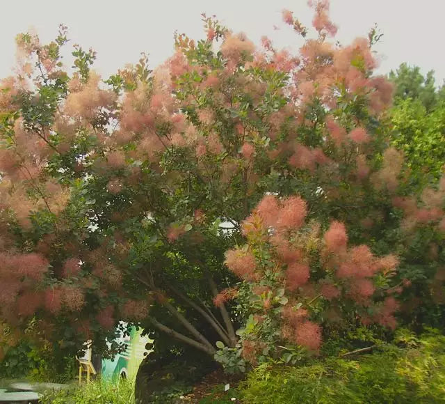 Smoke Bush Seeds