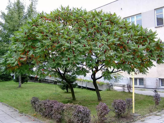 Staghorn Sumac seeds