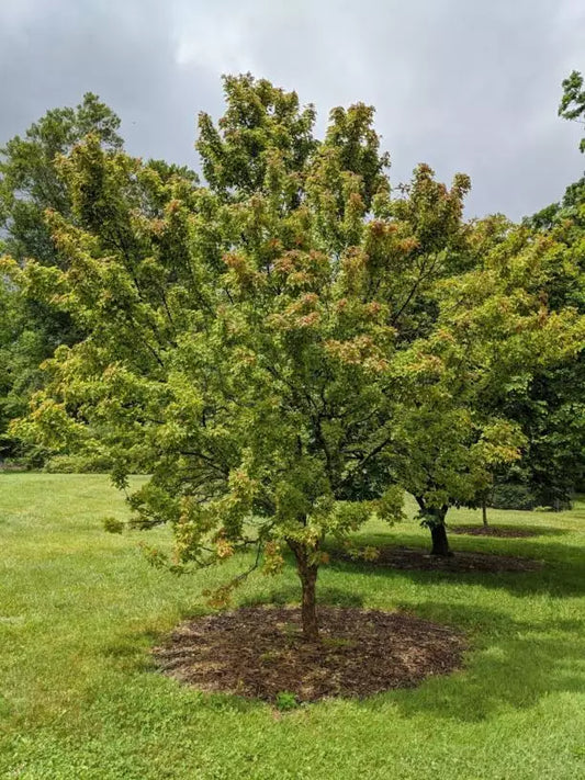 Trident Maple Seeds