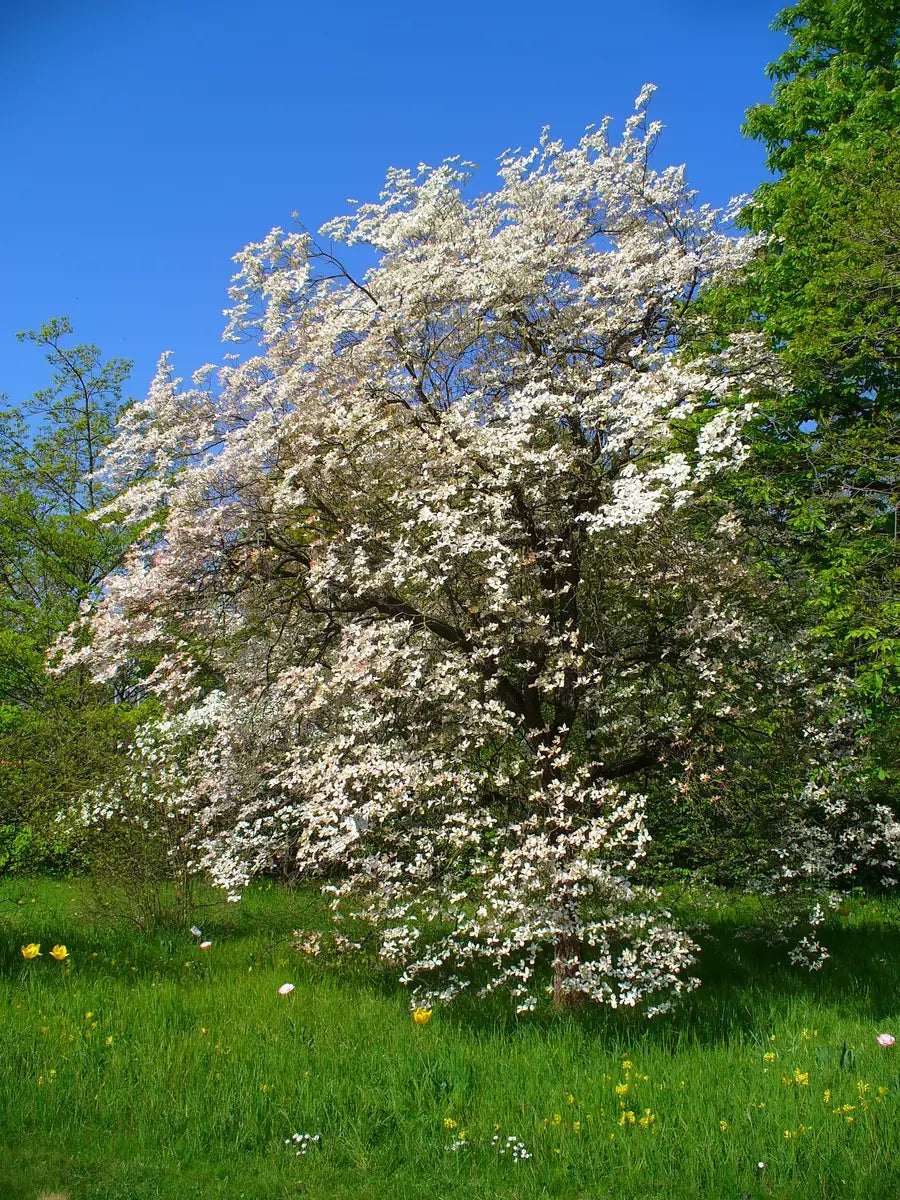 White flowering Dogwood seeds