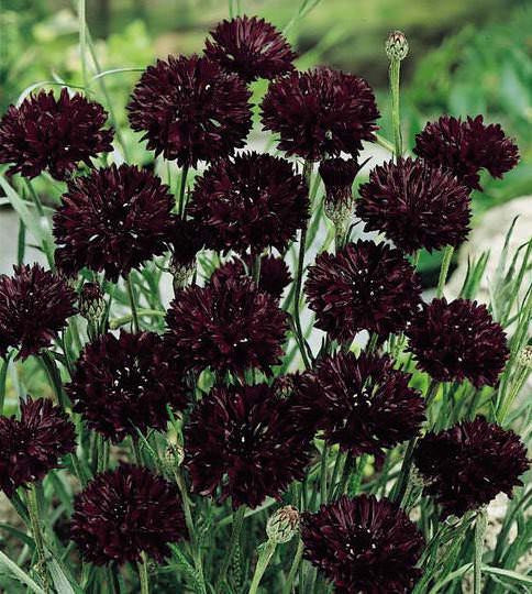 Almost Black Bachelor Button / Cornflower