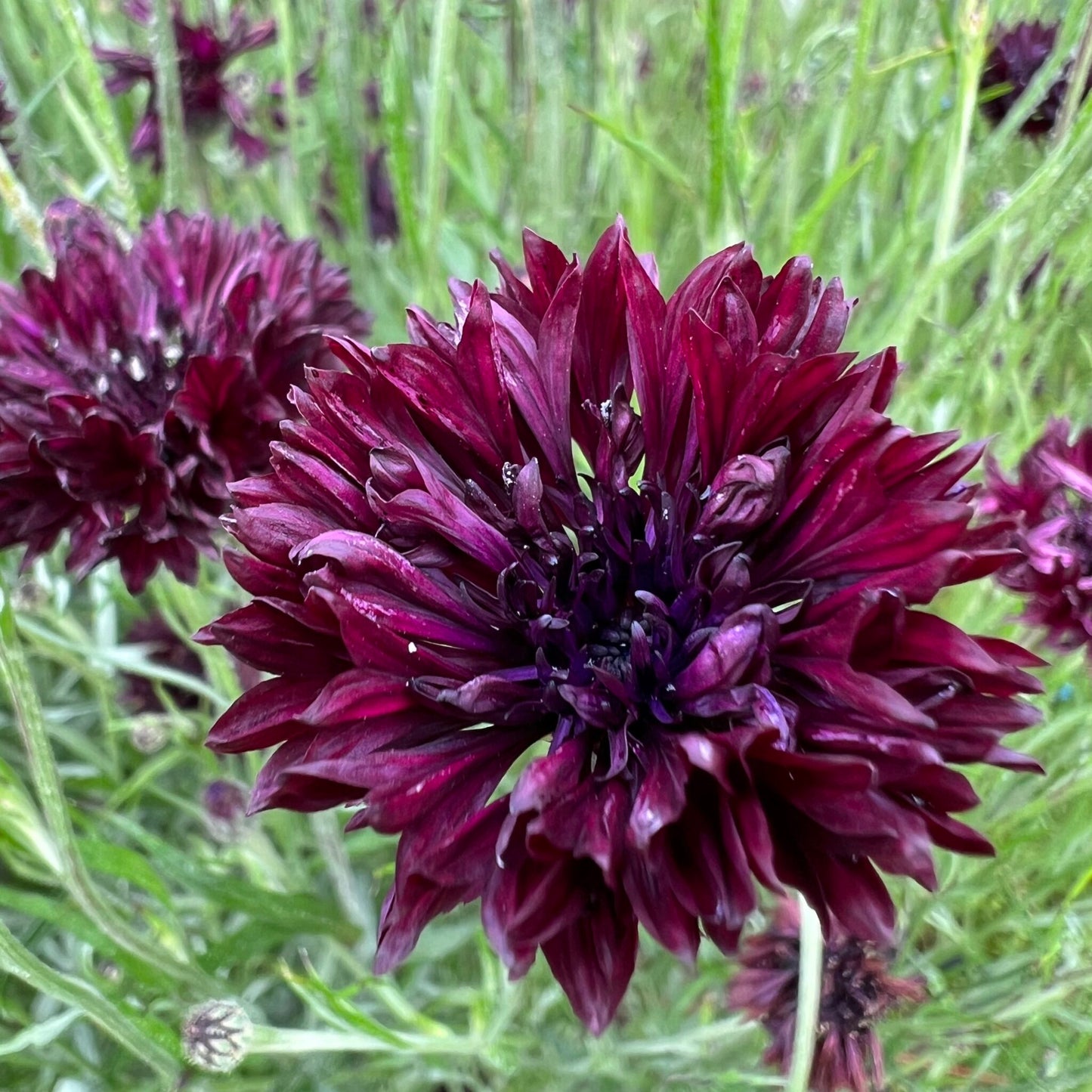 Almost Black Bachelor Button / Cornflower