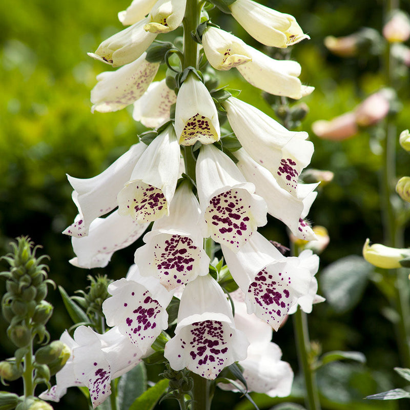 Foxglove - White