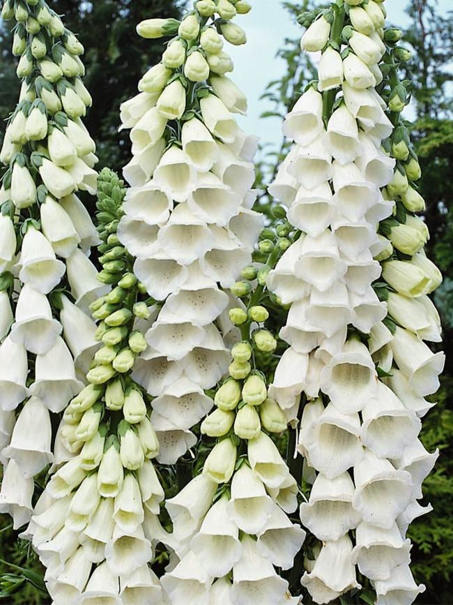 Foxglove - White