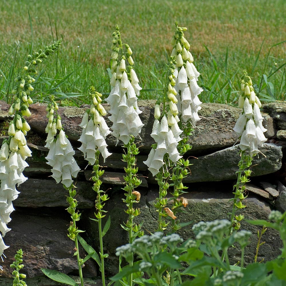 Foxglove - White