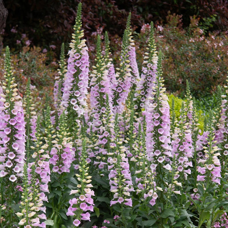 Foxglove - Lavender