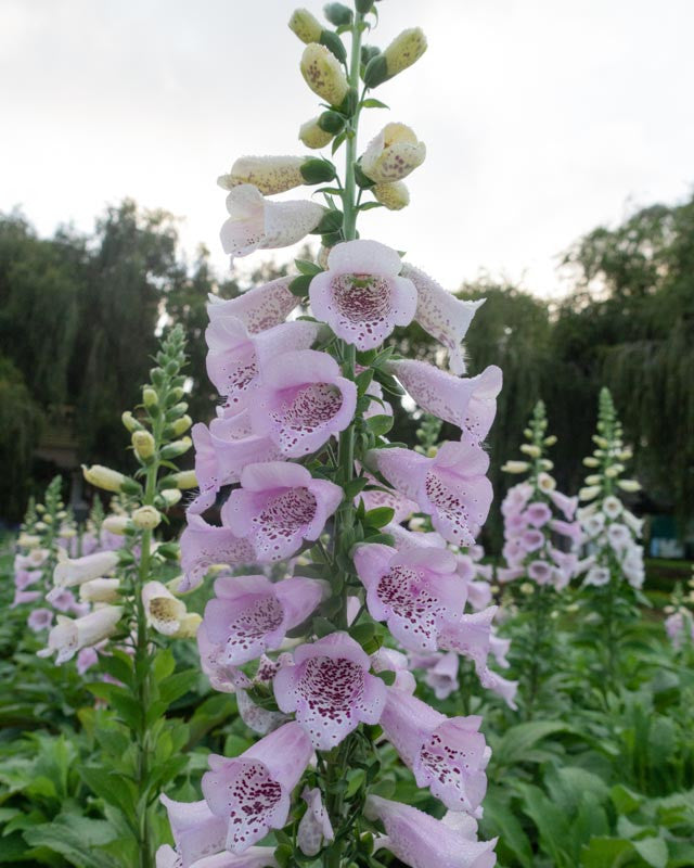 Foxglove - Lavender