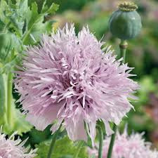 Poppy - Lilac Pompom