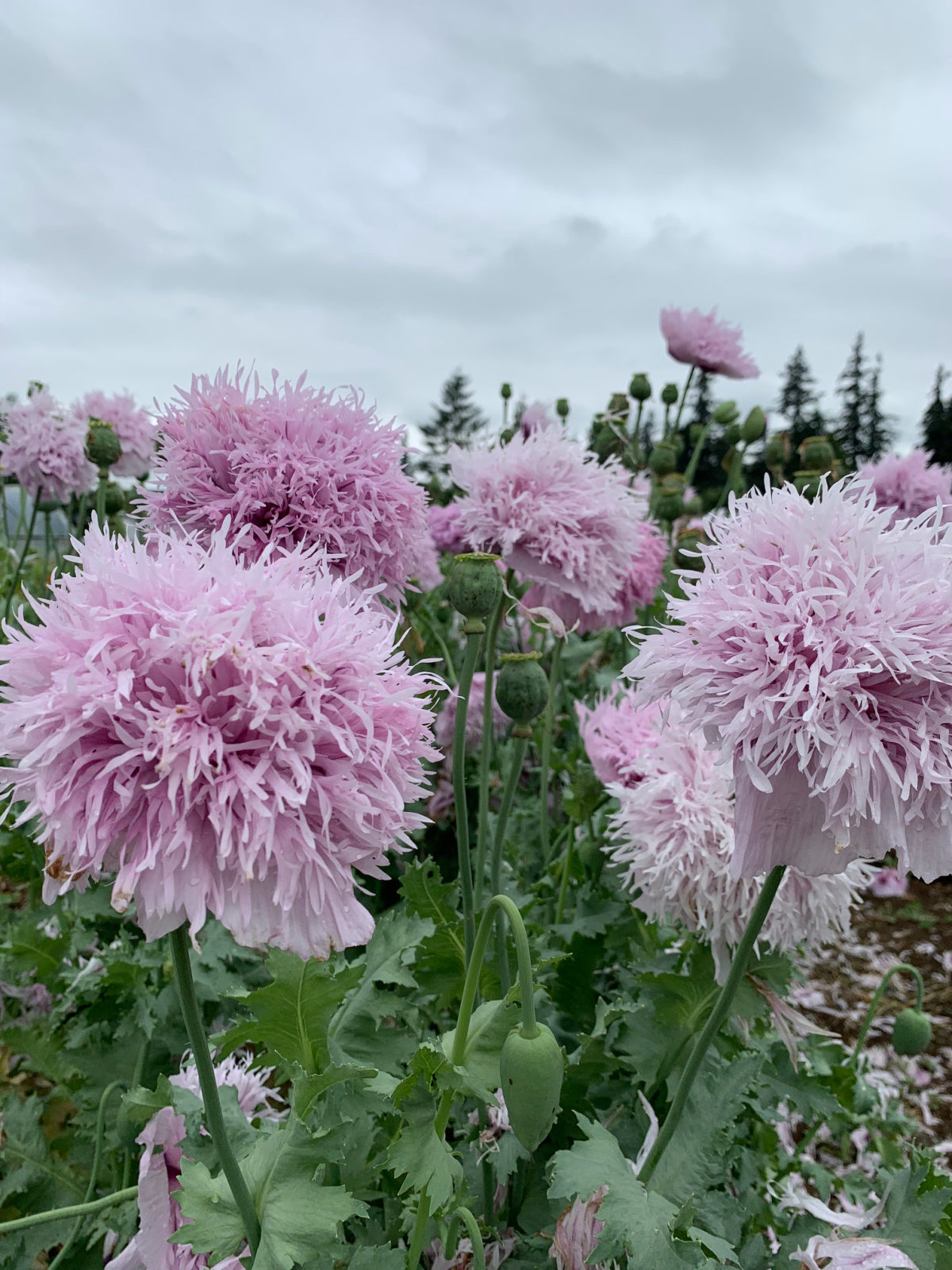 Poppy - Lilac Pompom