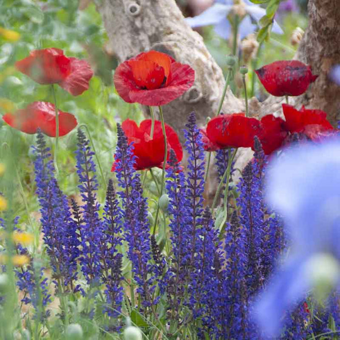 Poppy - Turkish Tulip