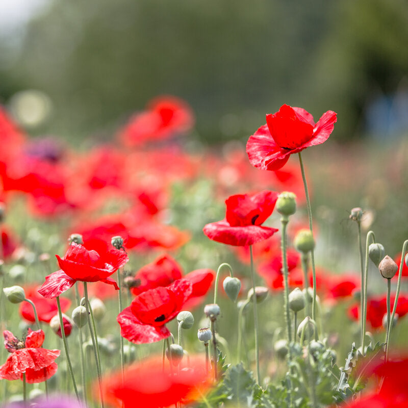 Poppy - Turkish Tulip