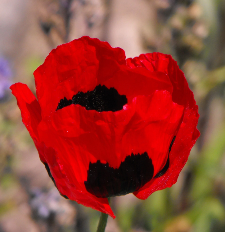 Poppy - Turkish Tulip