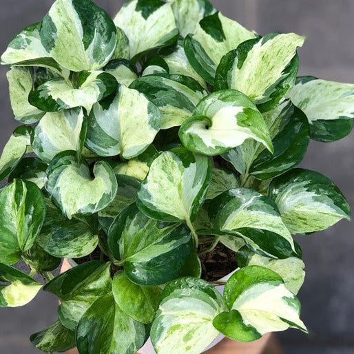 Pothos - Manjula