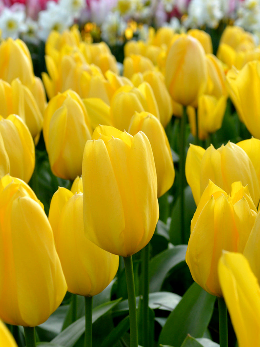 Tulip bulbs- Yellow - 10 pack