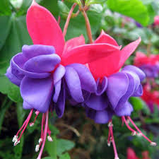 Fuschia - Blue Eyes