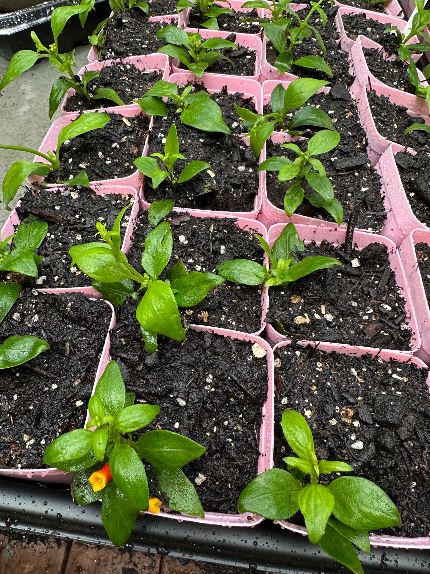 Candy Corn Plant