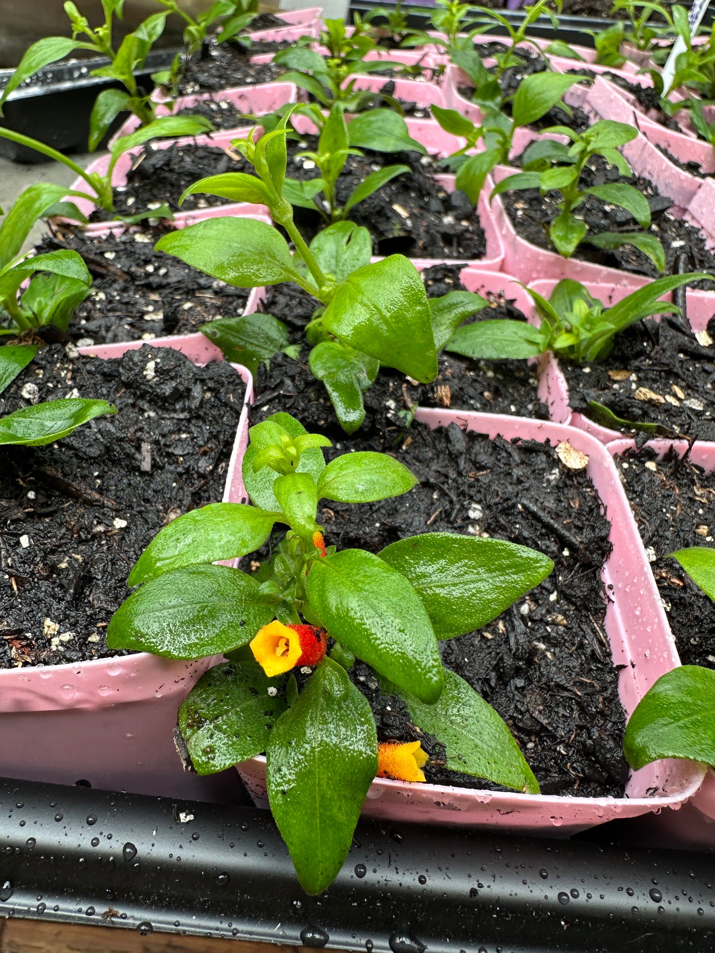 Candy Corn Plant