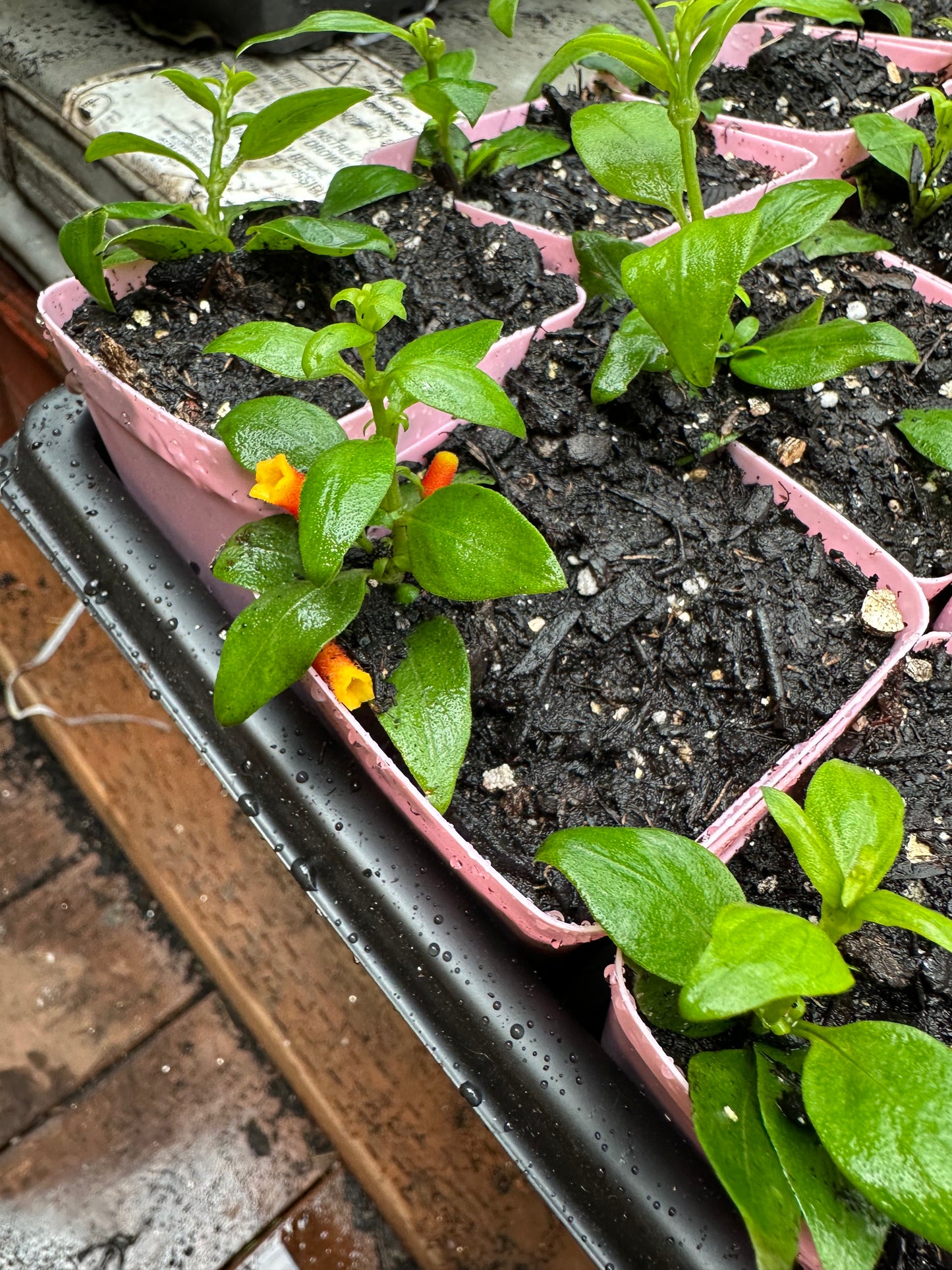 Candy Corn Plant