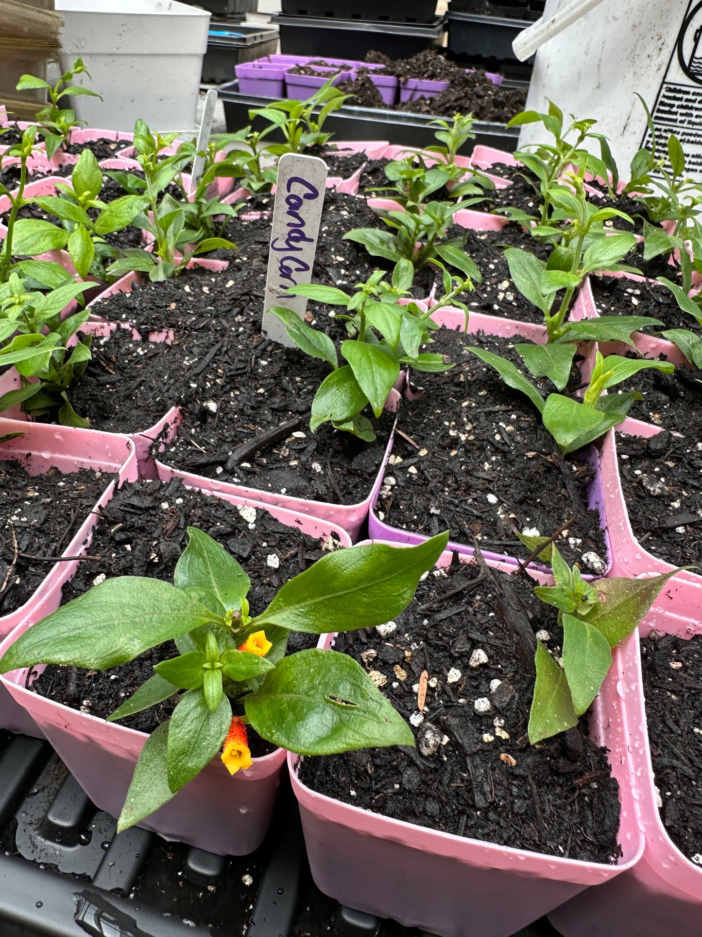 Candy Corn Plant