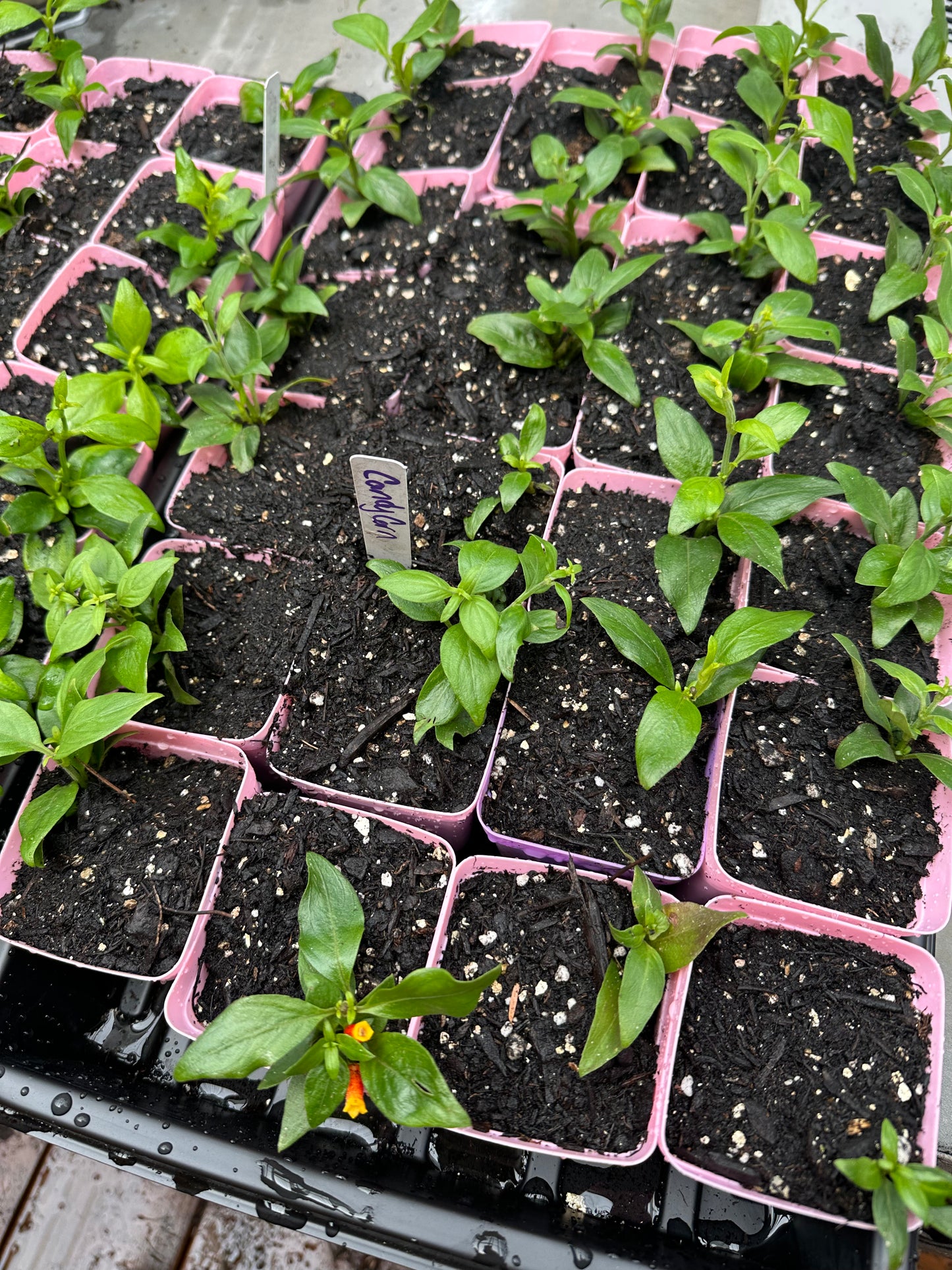 Candy Corn Plant