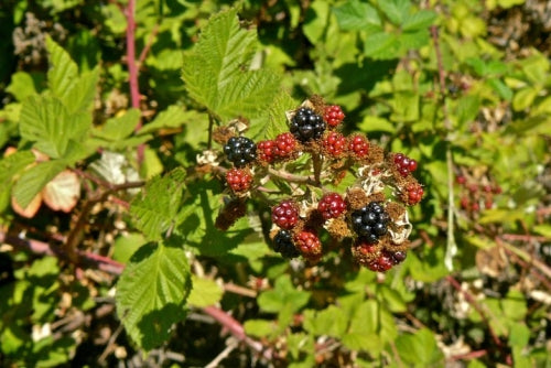 Wild Native Blackberry - Rubus ursinus