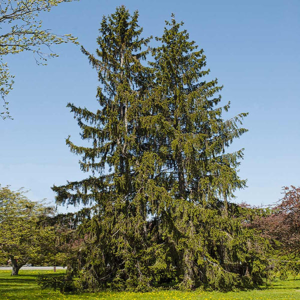 Norway Spruce