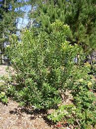 Pacific Wax Myrtle - Small