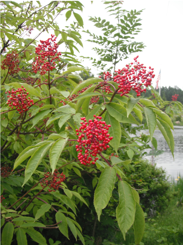 Wild Red Elderberry - Small