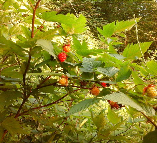 Salmonberry
