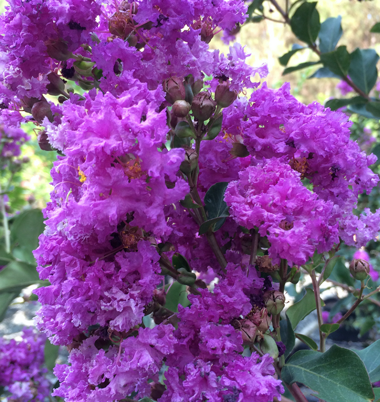 Crape Myrtle - Twilight