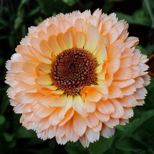 Calendula Pacific Pink Surprise