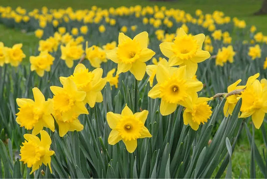 Yellow Daffodil bulbs - 10 Pack