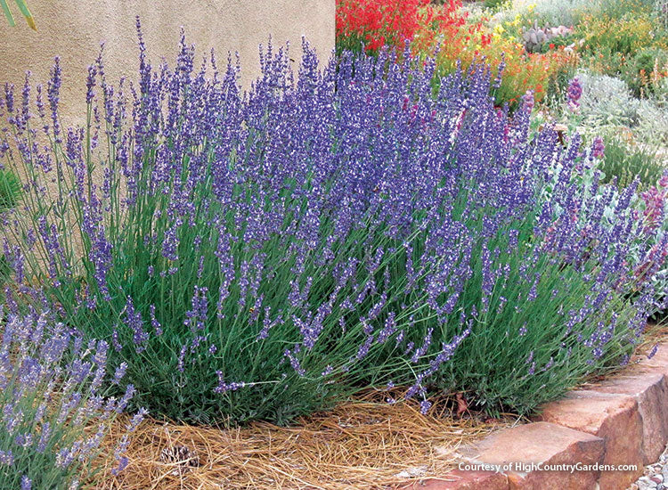 Lavender - English