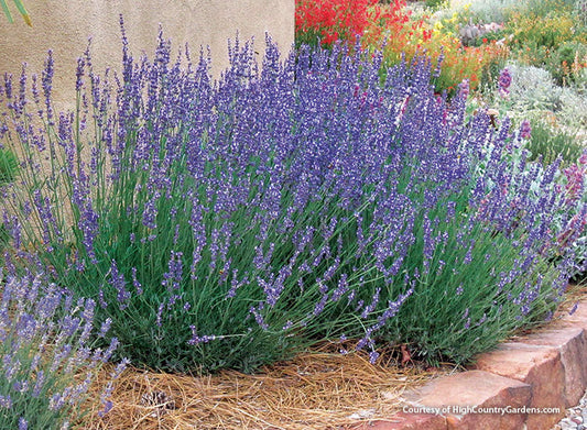 Lavender - English