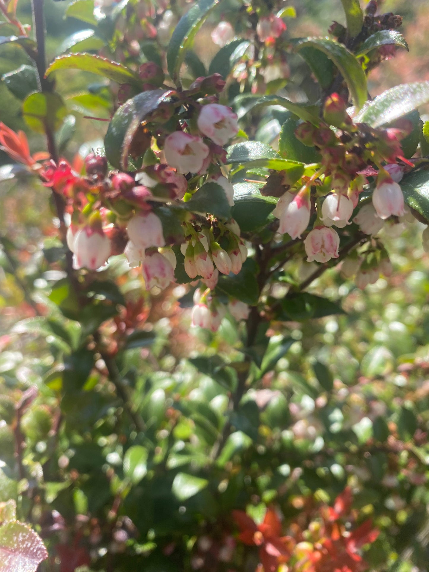 Evergreen Huckleberry -  4-6"