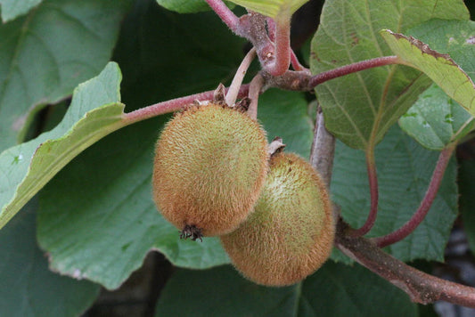 Chinese Gooseberry, Kiwi Seeds