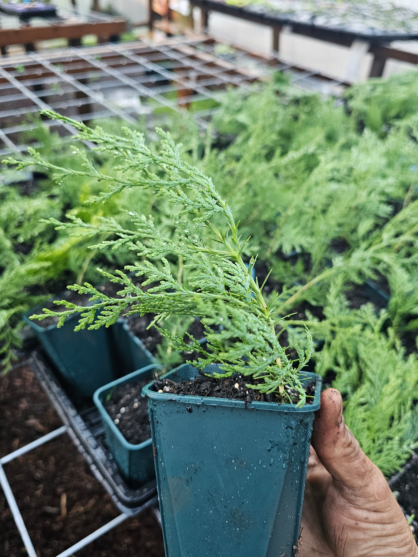 LARGE oriental Arborvitae