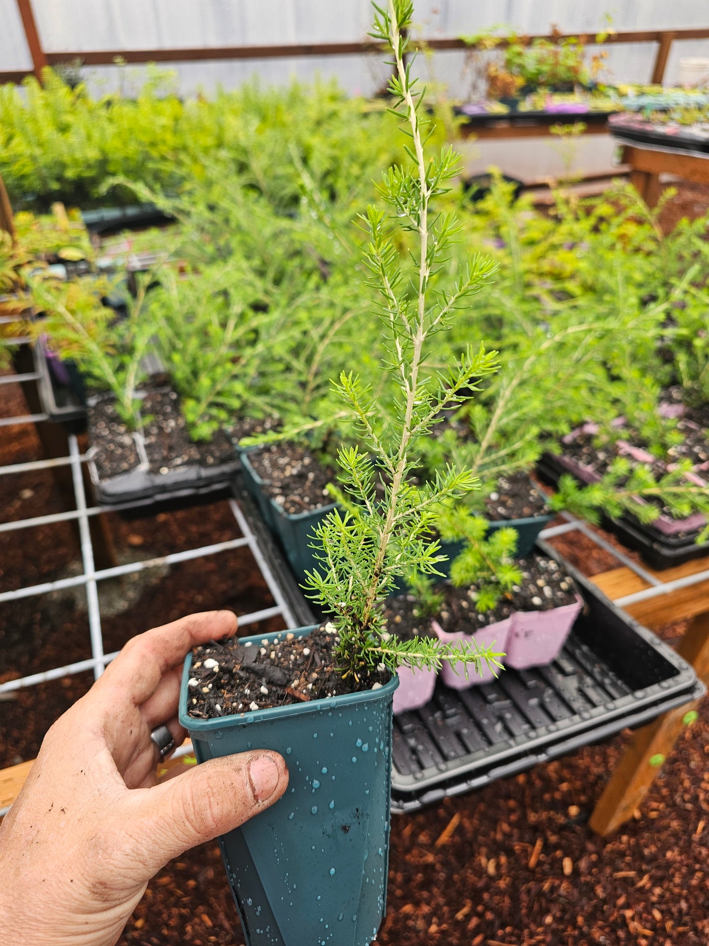 Large Mountain Hemlock