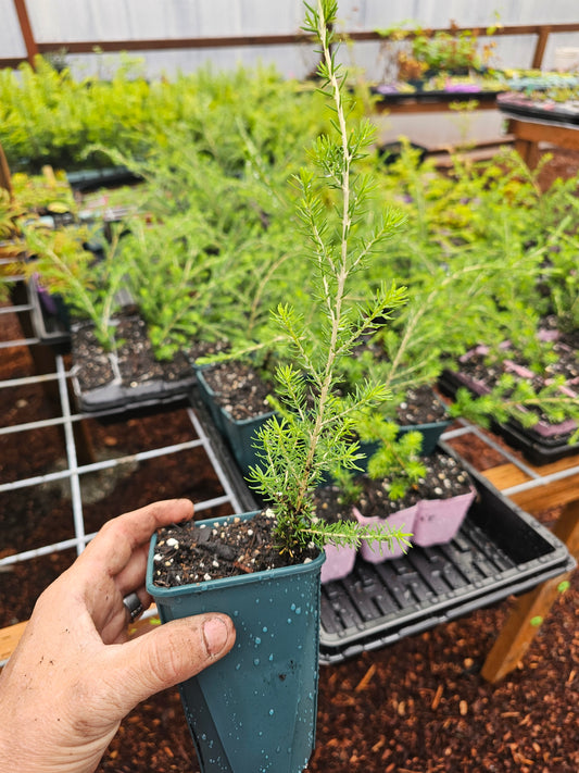 Large Mountain Hemlock