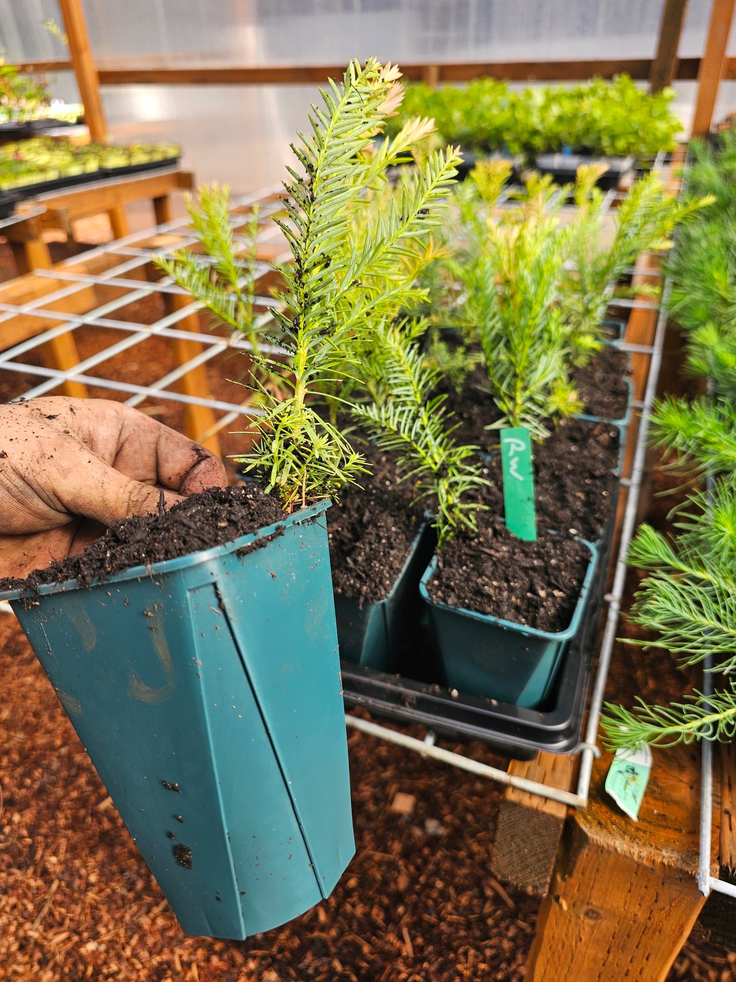 LARGE Giant California Redwood