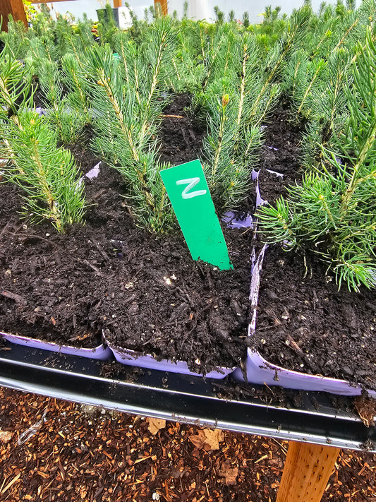 Norway Spruce