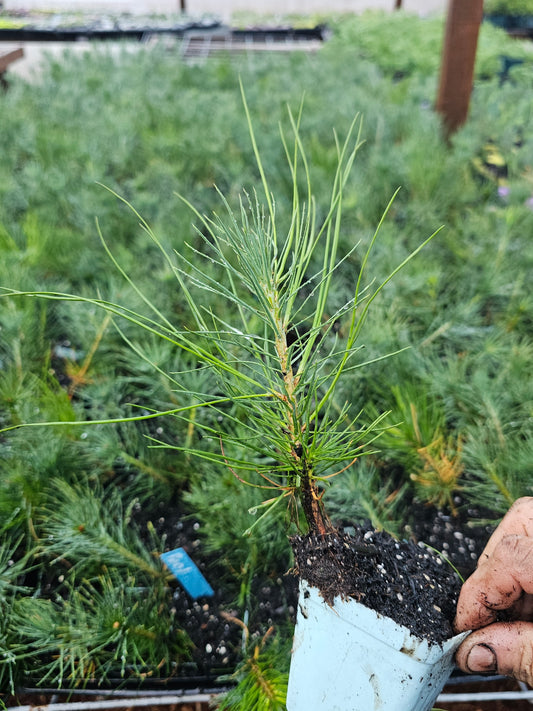 ponderosa pine