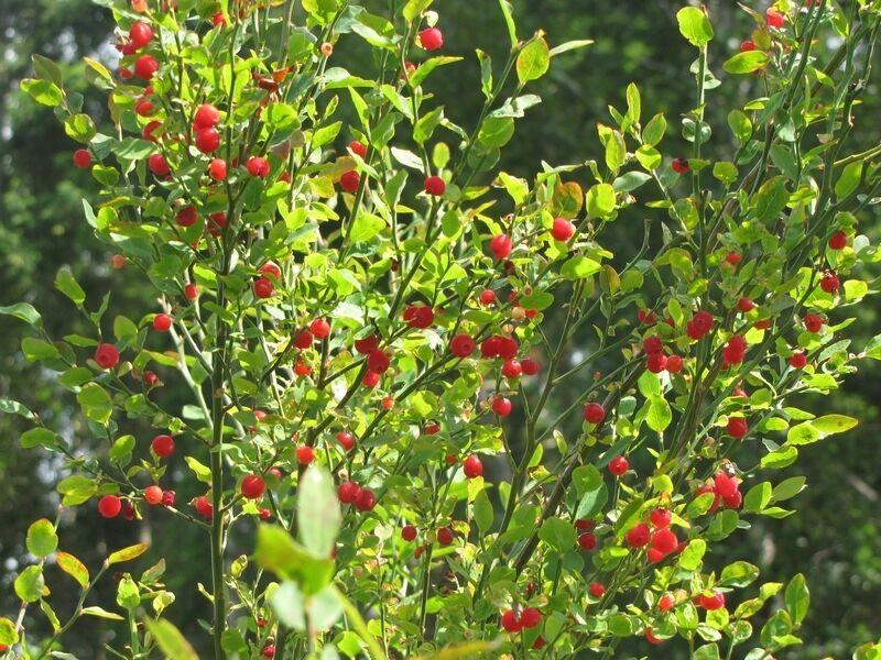 Red Huckleberry Seeds