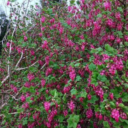 Flowering Currant - Large