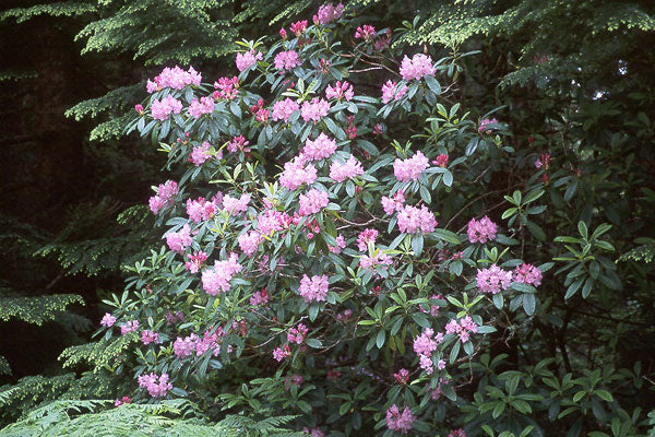 Pacific Rhododendron - Small