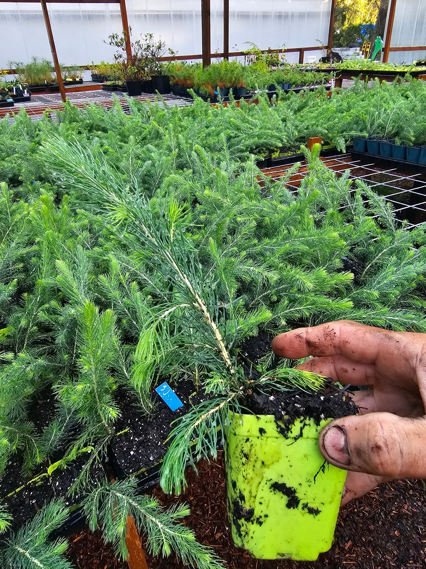 small san juan colorado blue spruce