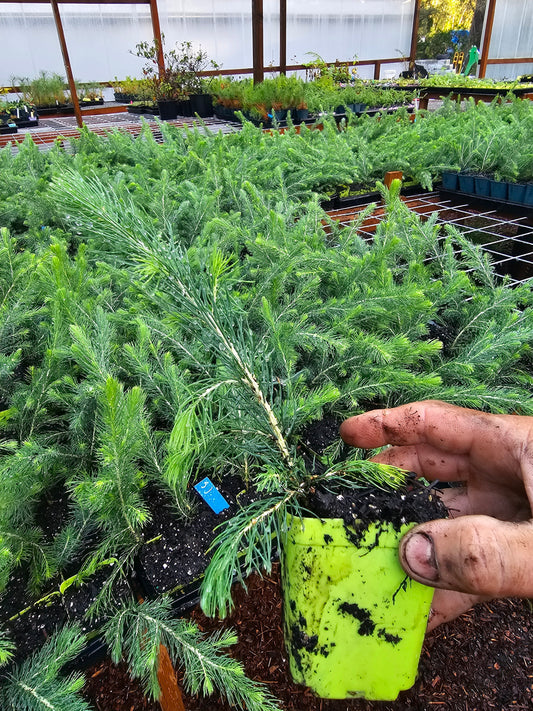 small san juan colorado blue spruce