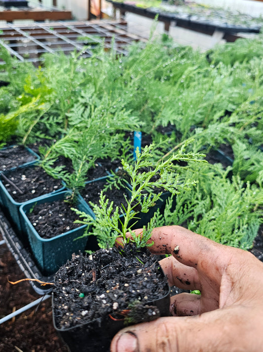 small oriental Arborvitae