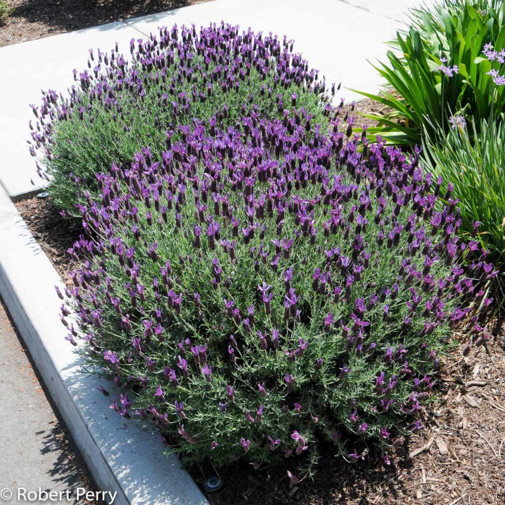 Lavender - Spanish