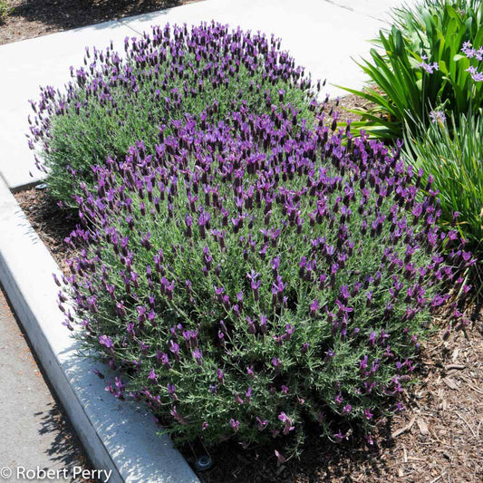Lavender - Spanish
